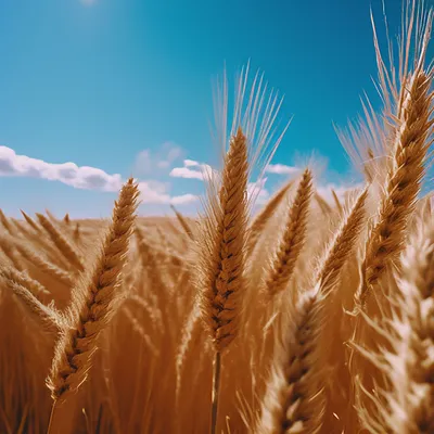 Набор «Колосья пшеницы» пшеничные 5 шт. купить по цене 50 ₽ в  интернет-магазине PCHEL-MAG
