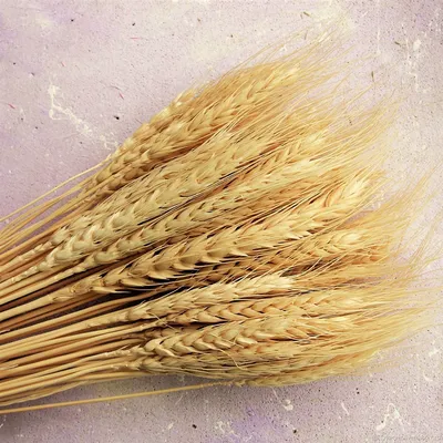 Пшеничное поле, большой сноп пшеницы…» — создано в Шедевруме