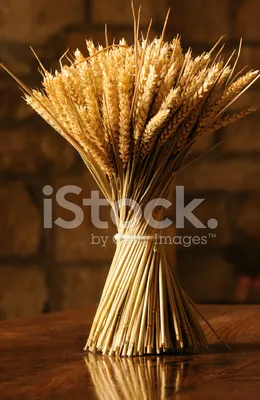 Сноп Пшеницы Стоковые Фотографии | FreeImages