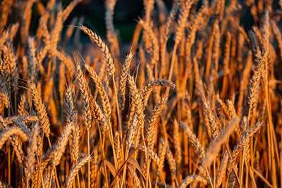 Пшеница Сноп Пшеницы - Бесплатное фото на Pixabay - Pixabay