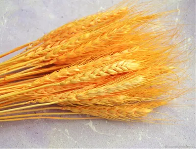 Wheat ears isolated on white background. Колосья пшеницы, изолированные на  белом фоне Stock Photo - Alamy