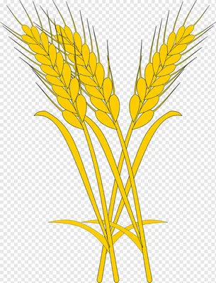Сноп пшеницы, пшеница, все зерно, зерновые, еда зерно png | Klipartz