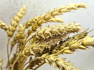 Биологи определили, какие колосья пшеницы более устойчивы к болезням | ИА  Красная Весна