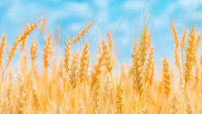 Колосья пшеницы №11 - Натуральные колосья