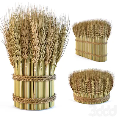 Зерновые колосья PNG , питание, колосья пшеницы, пшеница PNG картинки и пнг  PSD рисунок для бесплатной загрузки