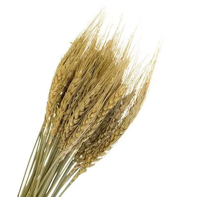 Casa Masa Сноп пшеницы 61 см купить по низкой цене в Кишиневе и Молдове -  BigShop.md - Bigshop.md