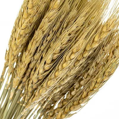 Снопы пшеницы на поле (66 фото) »