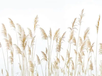 Колосья пшеницы натуральные (большие,10 штук) — купить на сайте Vashapasika  | цена, отзывы, описание D00027
