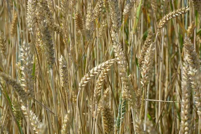 Сноп пшеницы изолирован на белом :: Стоковая фотография :: Pixel-Shot Studio