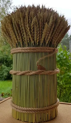 Сноп зрелой пшеницы стоковое фото. изображение насчитывающей бело - 29323470