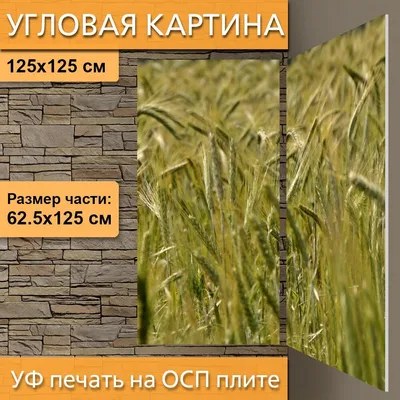 №2 Колосья пшеницы, искусственная зелень, цвет натуральный, букет 43 см,  набор 3 букета. – купить в Казани | «С Нежностью»