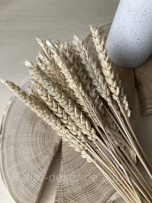 Колоски пшеницы. Пшеница. Сноп пшеницы. Векторная иллюстрация,  изолированная на белом фоне. - Ozero - российский фотосток