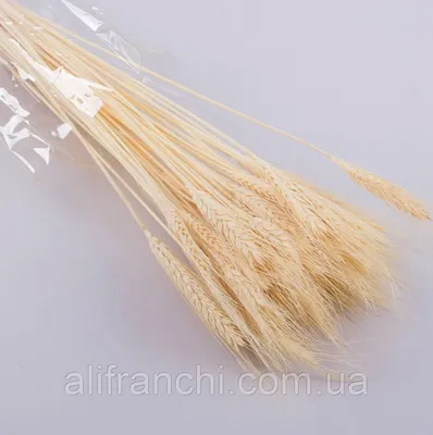 Фотообои Колосья пшеницы на стену. Купить фотообои Колосья пшеницы в  интернет-магазине WallArt