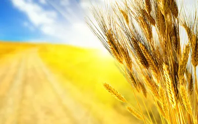 Колосья Пшеницы Злаки Сельское - Бесплатное фото на Pixabay - Pixabay
