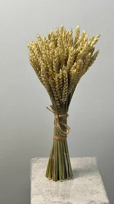 Колосья Пшеницы На Солнце Стоковые Фотографии | FreeImages