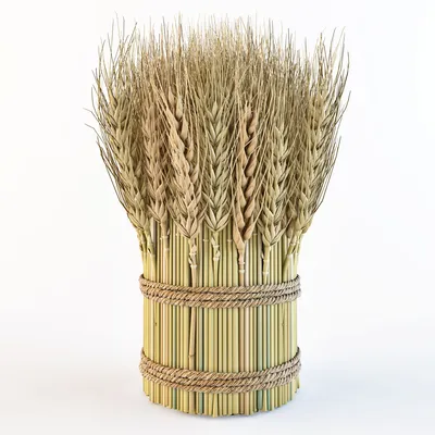 Wheat ears isolated on white background. Колосья пшеницы, изолированные на  белом фоне Stock Photo - Alamy
