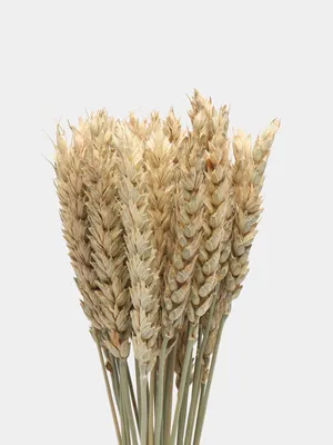 Пшеница на белом фоне (45 фото) - 45 фото