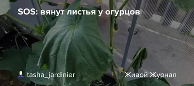 Огурцы - желтеют листья: причины, и что делать чтобы листья были зелеными,  а кусты с обильным урожаем