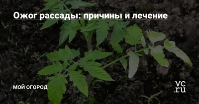 Как правильно поливать огурцы?
