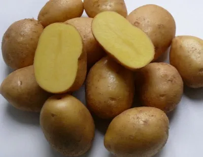 Подборка сортов картофеля вкусного и урожайного: 4 серия, заключительная |  уДачный проект | Дзен