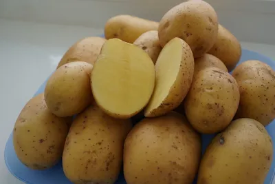 План для \"джулии\": господдержка помогает селекционерам создавать новые сорта  картофеля | СОВА - главные новости Самары