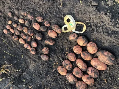 Сорт картофеля Гранд бьет рекорды по урожайности — Журнал \"Картофельная  Система\"
