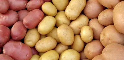 Какие сорта картофеля устойчивы к фитофторозу?» — Яндекс Кью