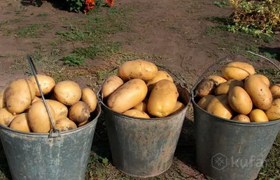 Свой домашний картофель (картошка) сорт ''Колобок'', цена 0.50 р. купить в  Минске на Куфаре - Объявление №206237565