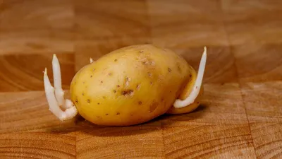 Как выбрать сорт картофеля для посадки - Бобёр.ру