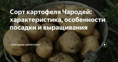 Сорт картофеля Чародей: характеристика, особенности посадки и выращивания |  Огородные шпаргалки | Дзен