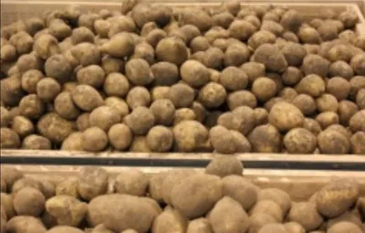 Российские сорта картофеля вносят вклад в повышение ставропольского урожая  второго хлеба - Рамблер/финансы