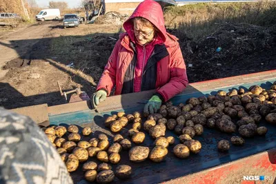 Какой сорт картофеля посадить - 24 апреля 2022 - chita.ru