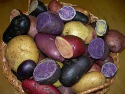Сорта картофеля – описание, фото, характеристика, лучшие, ранние, белые  сорта