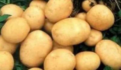 Самарские аграрии показали перспективные сорта картофеля собственной  селекции - Волга Ньюс
