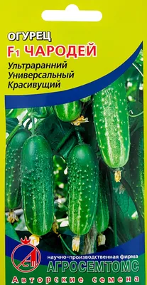 Чебоксарские садоводы показали, какой сорт ценится на выставке картошки