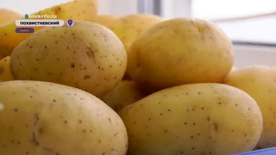 Отзывы о сортах картофеля: самые урожайные сорта