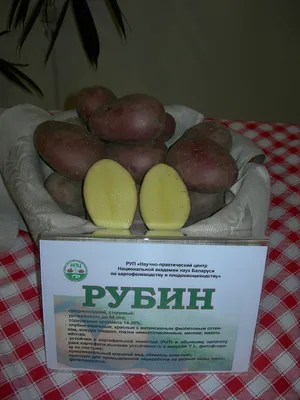 Сорта картофеля, отзывы... - Страница 15 - Форум дачников Украины.  Восстановим озоновый слой на 6-ти сотках!