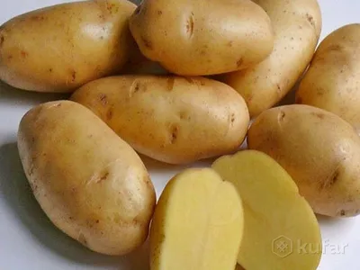 От чего зависит вкус и урожайность? Все о картофеле от ученого-селекционера