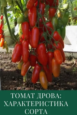 Картофель Дрова: описание сорта, характеристика, урожайность