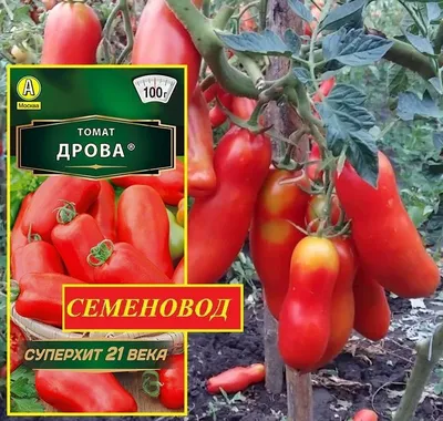 Престиж Семена Картофель \"ПИКАССО\" ( 0,05 гр семян)