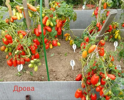 ИП Григорьев Семена Томат Дрова 10шт