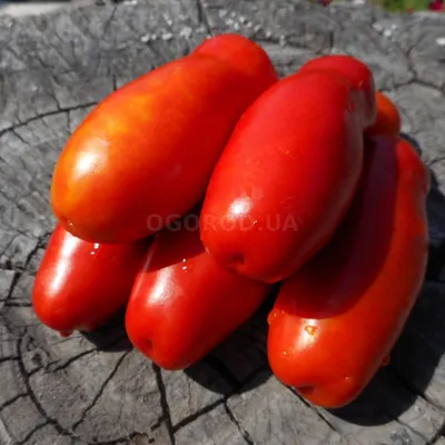 Садовник Семенной картофель \"Удача\"
