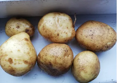 Томат Дрова 10 шт семян