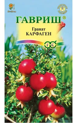 Гранат Крымский полосатый купить с доставкой почтой по РФ, СДЭК курьер,  ПВЗ, цены и фото