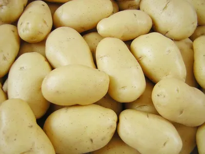 Секреты долгого хранения картофеля зимой
