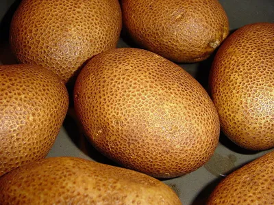 Лучшие сорта картофеля для ценителей вкуса и любителей урожая - Дачный  участок - 4 сентября - 43995465822 - Медиаплатформа МирТесен