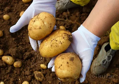 Лучшие сорта картофеля для выращивания в Беларуси: описание, фото сортов  картофеля