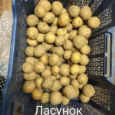 Картофель Ласунок: описание и характеристика сорта, фото, отзывы