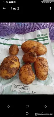 Картофель \"Ласунок\" семенной поздний (1 репродукция) 1кг купить почтой в  Одессе, Киеве, Украине | Agro-Market