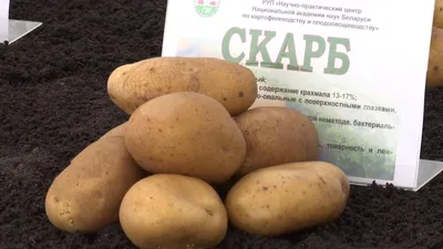 Рассыпчатые сорта картофеля для самого вкусного и нежного пюре